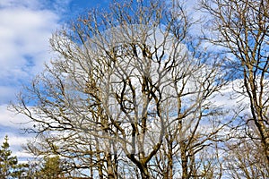 Leafless sessile oak (Quercus petraea)