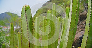 Leafless, spiny, evergreen desert plant cultivated as ornamental in botanical garden. Succulents background, natural
