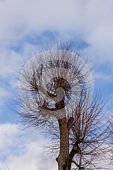 Leafless topped tree at sky background.