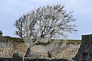 Leafless tree against ancient stone wall