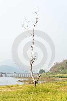 Leafless tree alone in field grass