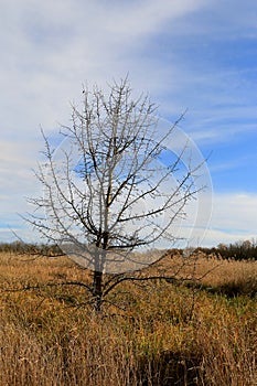 leafless tree on autumn meadow