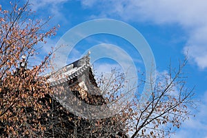 Leafless tree with background of Japanese temple