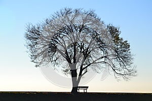 Leafless tree and bench