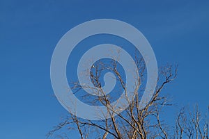 Leafless tree with bird and blue sky photo