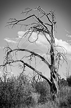 Leafless Tree in Black and White