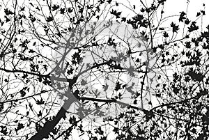 Leafless tree blanches in black and white.