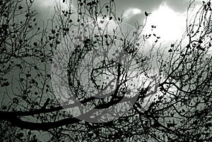 Leafless tree blanches in black and white.