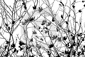 Leafless tree blanches in black and white.
