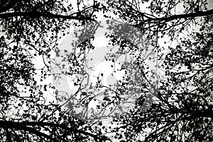 Leafless tree blanches in black and white.