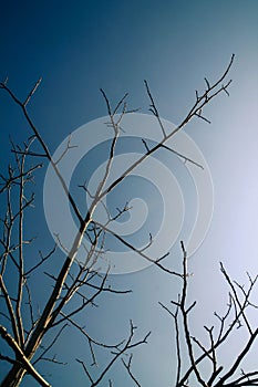 Leafless tree blue shades sky portrait art photography background