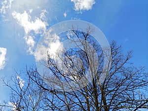 Leafless tree and blue sk