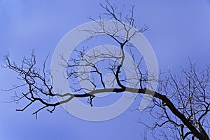 Leafless Tree Branch