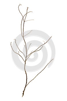 Leafless tree branch