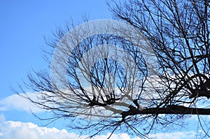 Leafless tree branch against blue sky in winter
