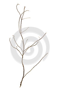 Leafless tree branch photo