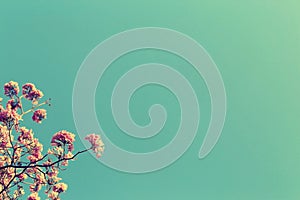 Leafless tree branch with pink flowers against blue sky background, vintage toned image