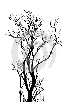 Leafless tree branches abstract background