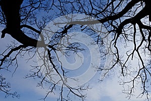 Leafless tree branches against the blue sky