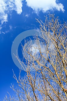 Leafless tree branches against blue sky
