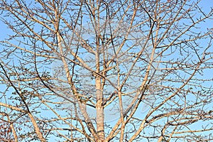 Leafless tree branches against a blue sky