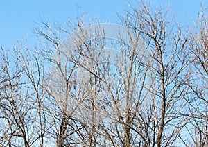 Leafless tree branches against the blue sky