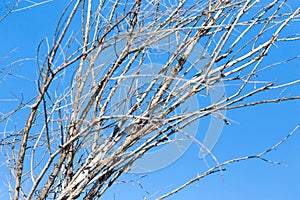 Leafless tree branches against the blue sky