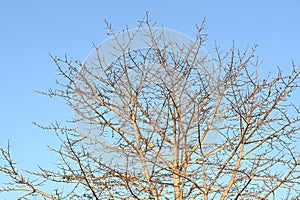 Leafless tree branches against a blue sky