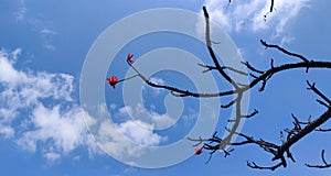 Leafless tree branches against clear blue sky. White clouds and red flowers adding more crisp.