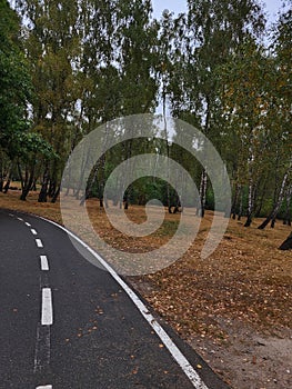 Tree Branches with Bare Twigs and Raindrops
