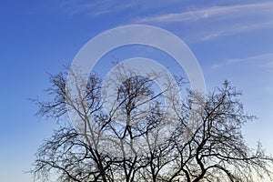 Leafless tree branches on a background of blue sky autumn landscape