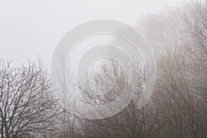 Leafless tree branches are barely visible in fog in early spring