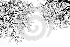 Leafless Tree Branches in Black & White