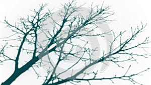 Leafless tree branches isolated on white background