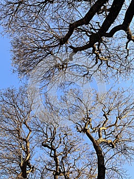 leafless tree branches over blue sky