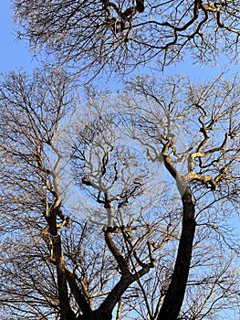 leafless tree branches over blue sky