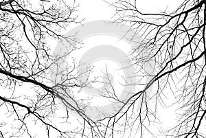 Leafless tree branches on a pale white background photo