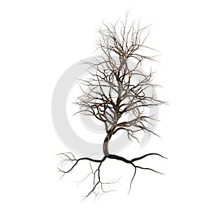Leafless tree with branches, twigs and exposed roots