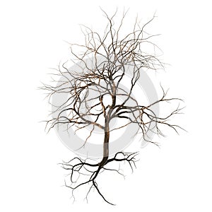 Leafless tree with branches, twigs and exposed roots