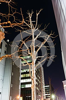 Leafless tree among buildings in the night at Sapporo in Hokkaido, Japan