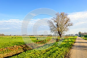 Leafless tree beside a country road in a rural landscape