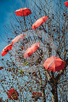 Leafless tree with decorative umbrellas