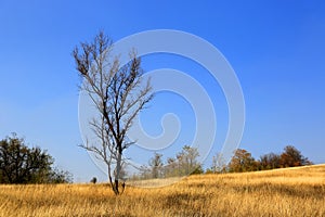 Leafless tree on dry meadow