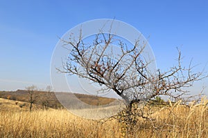 Leafless tree on dry meadow