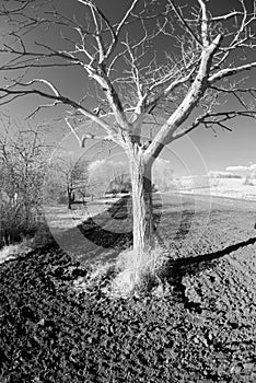 Leafless tree in field