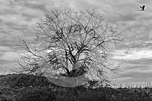 Leafless tree with flying bird, cloudy sky. Black and white photography.