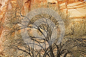 Leafless tree in front of a sandstone wall