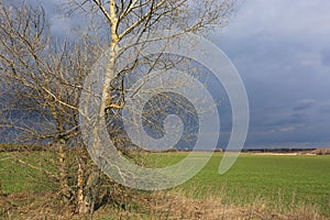 Leafless tree on green field