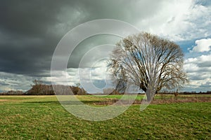 Leafless tree on a green meadow and dark cloud on the sky
