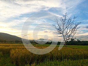 Leafless tree in the half rice field and paddy field with mountain on sunset.